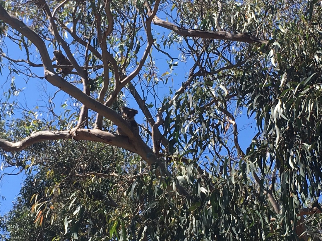Melb_KoalaPark (11).JPG